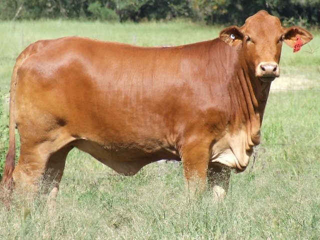 Bryvonlea Orpah
